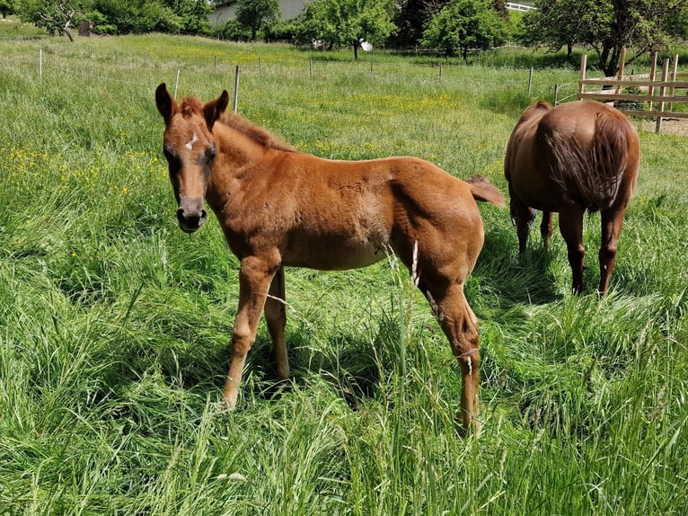 American Quarter Horse Mare Foal (03/2025) Chestnut in Rheinfelden