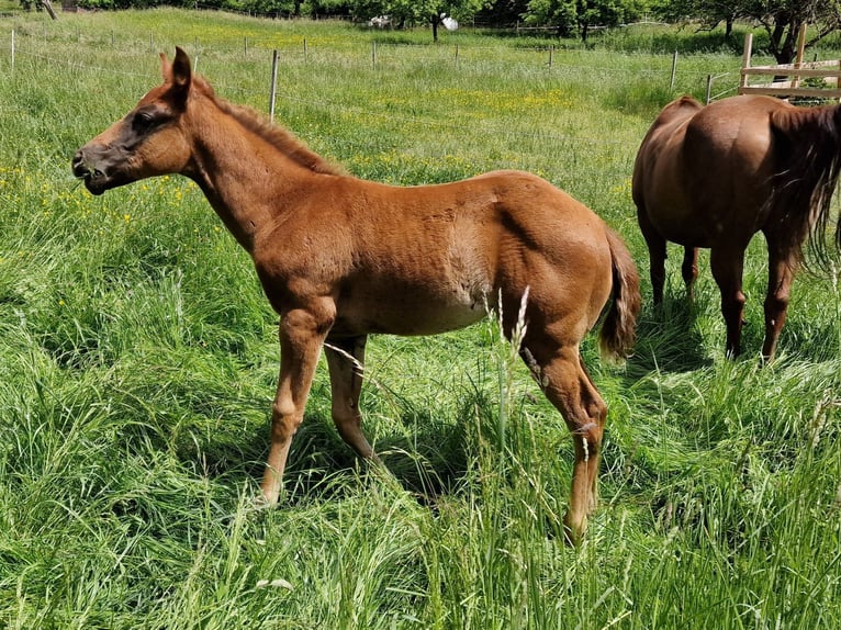 American Quarter Horse Mare Foal (03/2025) Chestnut in Rheinfelden