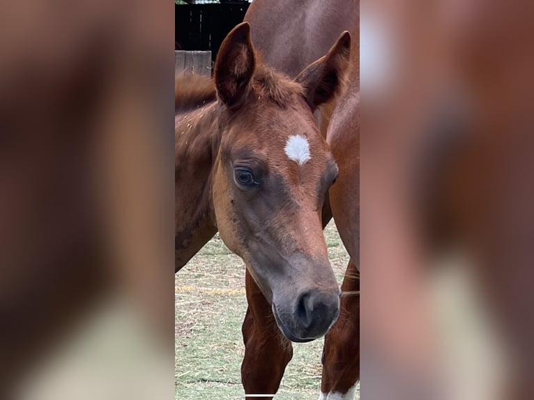 American Quarter Horse Mare Foal (06/2024) Chestnut in Rheinfelden