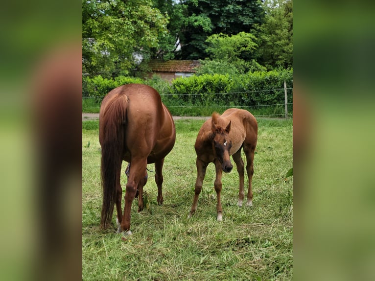 American Quarter Horse Mare Foal (03/2025) Chestnut in Rheinfelden