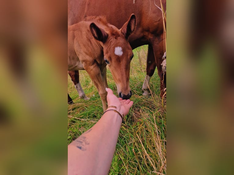 American Quarter Horse Mare Foal (06/2024) Chestnut in Rheinfelden