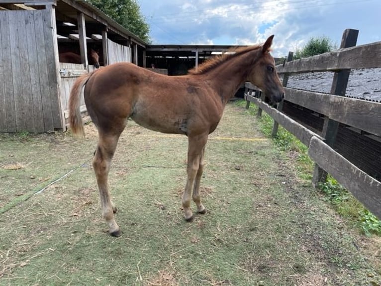 American Quarter Horse Mare Foal (06/2024) Chestnut in Rheinfelden