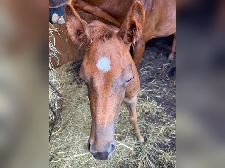 American Quarter Horse Mare Foal (06/2024) Chestnut in Rheinfelden