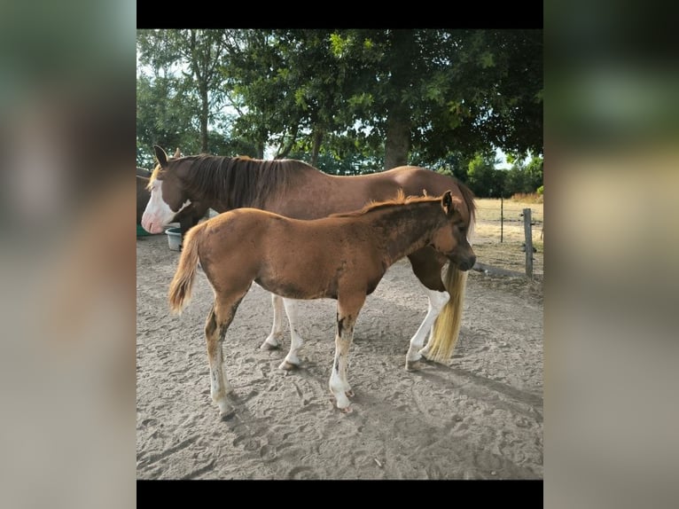American Quarter Horse Mare  Chestnut in Chambon