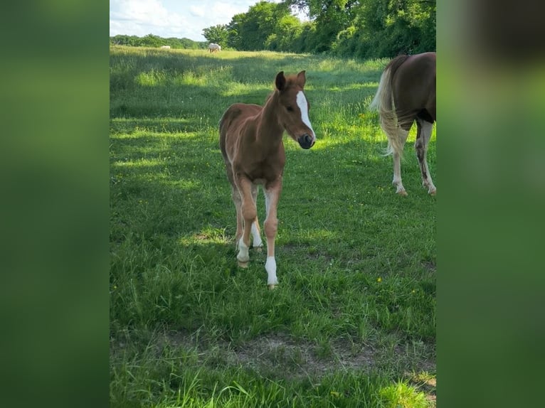 American Quarter Horse Mare  Chestnut in Chambon