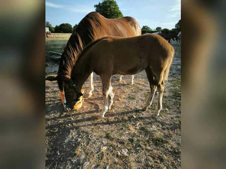American Quarter Horse Mare  Chestnut in Chambon