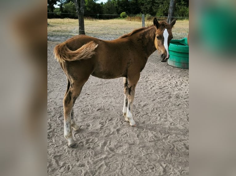 American Quarter Horse Mare  Chestnut in Chambon