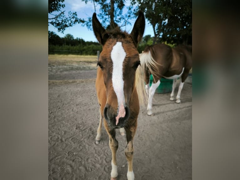 American Quarter Horse Mare  Chestnut in Chambon