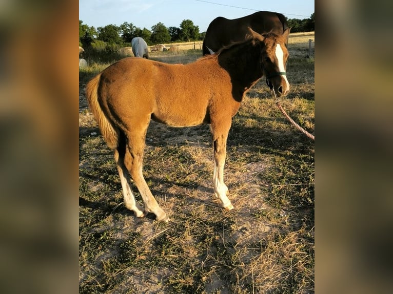 American Quarter Horse Mare  Chestnut in Chambon