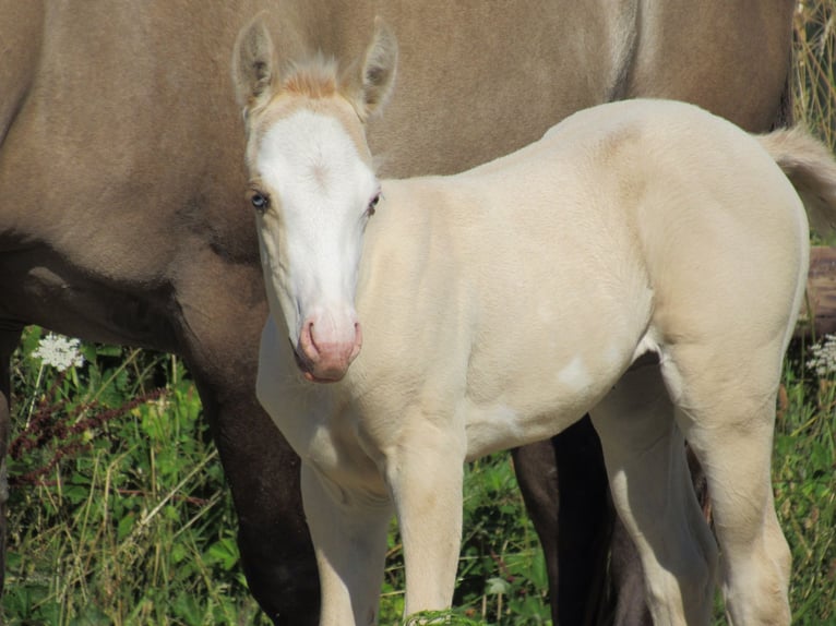 American Quarter Horse Mare Foal (06/2026) Dunalino in Ferrieres sur sichon