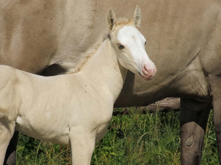 American Quarter Horse Mare Foal (06/2026) Dunalino in Ferrieres sur sichon
