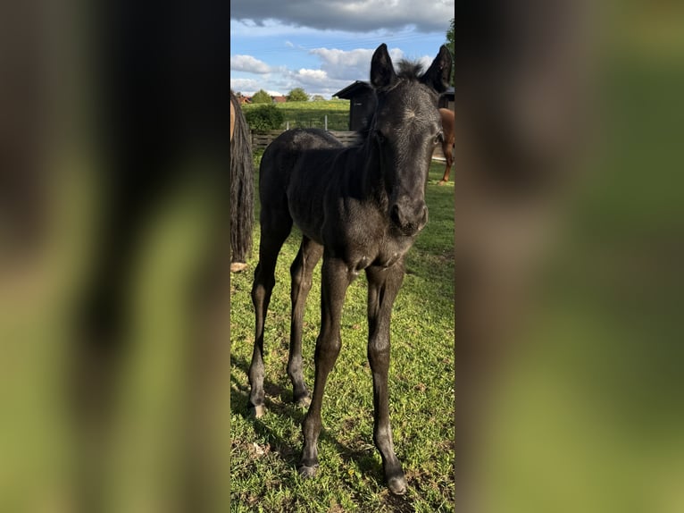 American Quarter Horse Mare Foal (04/2025) Grey-Blue-Tan in Hirschau