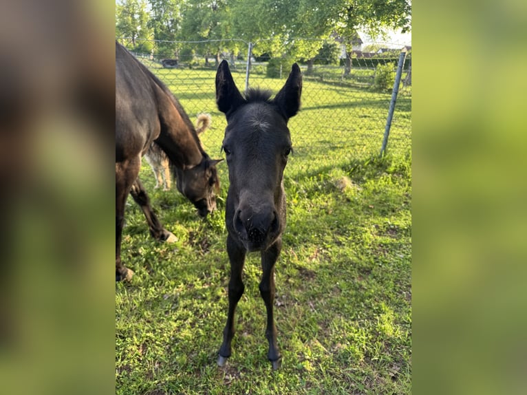 American Quarter Horse Mare Foal (04/2025) Grey-Blue-Tan in Hirschau