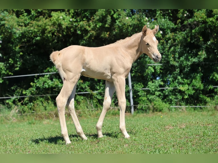 American Quarter Horse Mare Foal (05/2026) Palomino in Rappottenstein