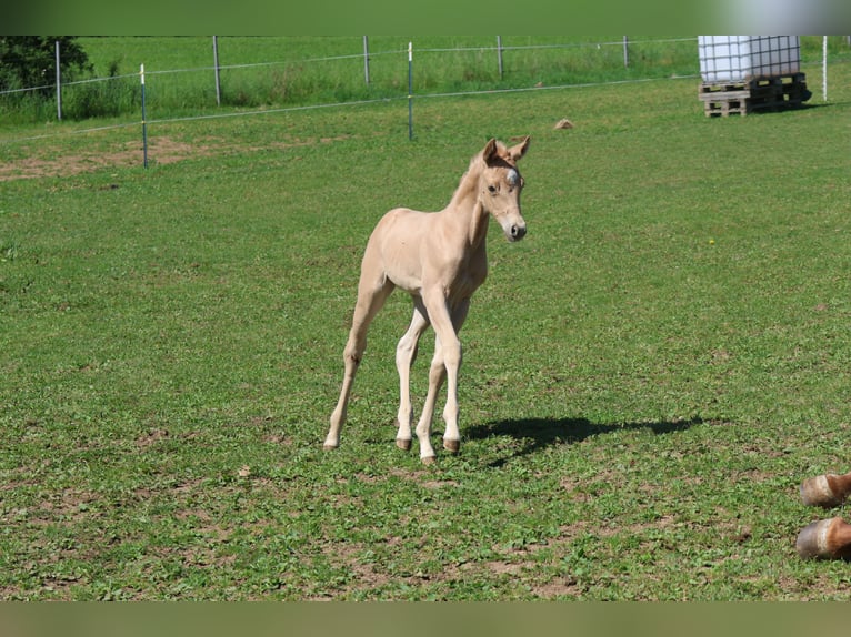 American Quarter Horse Mare Foal (05/2026) Palomino in Rappottenstein