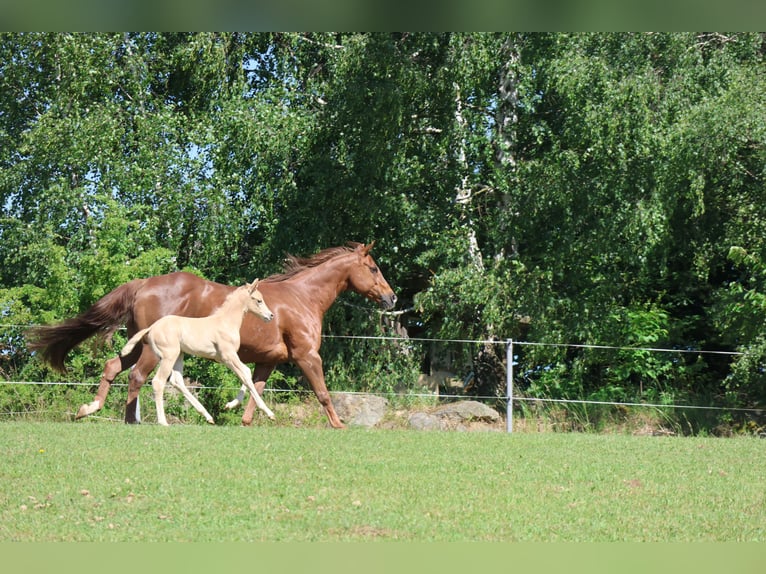 American Quarter Horse Mare Foal (05/2026) Palomino in Rappottenstein