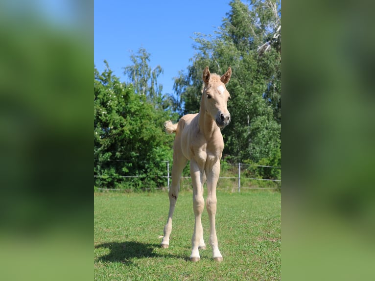 American Quarter Horse Mare Foal (05/2026) Palomino in Rappottenstein