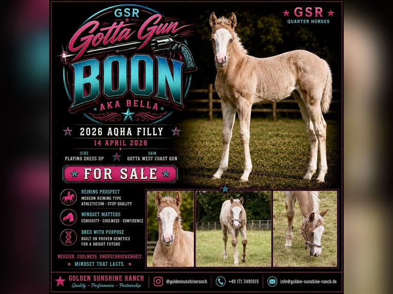 American Quarter Horse Mare Foal (04/2026) Palomino in Hagen im Bremischen