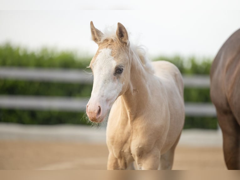 American Quarter Horse Mare Foal (01/2026) Palomino in Tollebeek