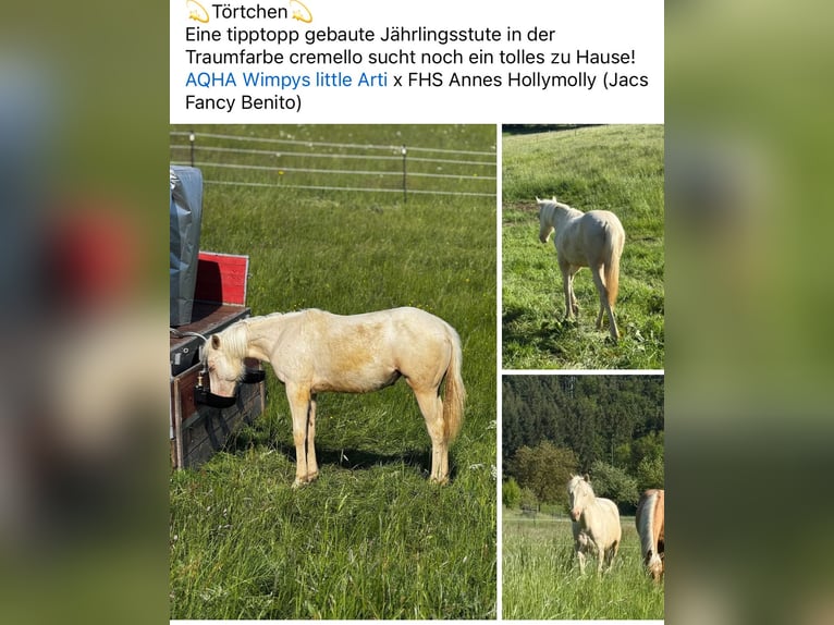 American Quarter Horse Mare Foal (05/2025) Palomino in Mehren