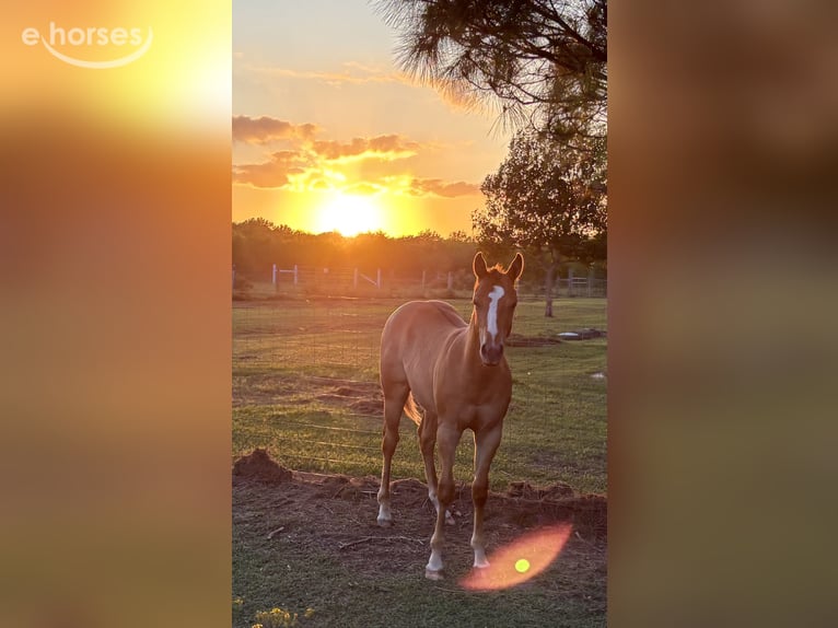 American Quarter Horse Mare Foal (04/2026) Red Dun in Needville, TX