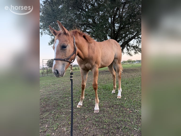 American Quarter Horse Mare Foal (04/2026) Red Dun in Needville, TX