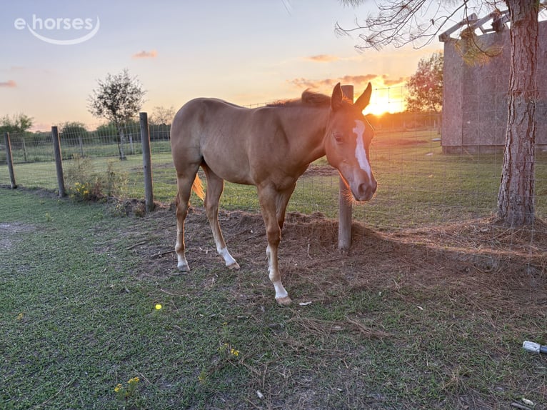 American Quarter Horse Mare Foal (04/2026) Red Dun in Needville, TX