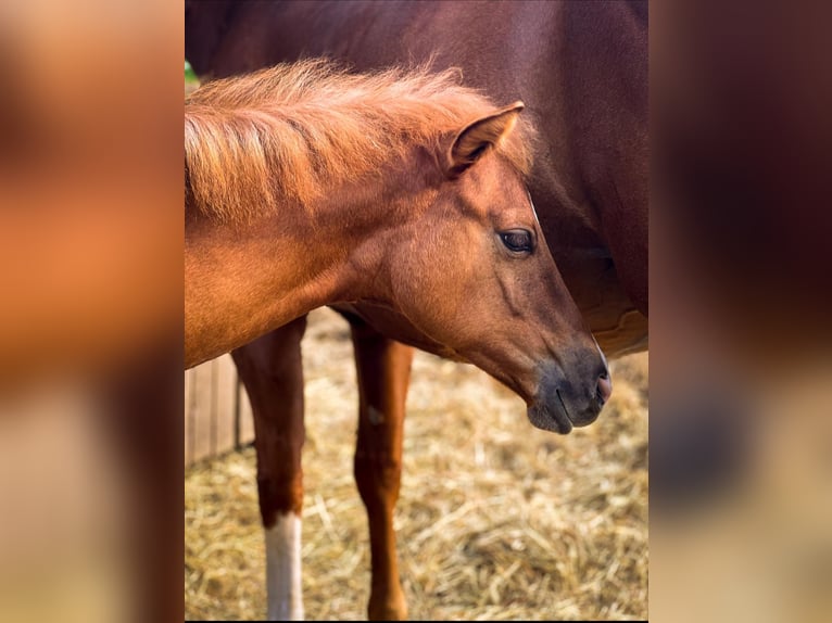 American Quarter Horse Mare Foal (03/2024) Red Dun in Ingolstadt