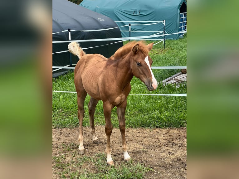 American Quarter Horse Mare Foal (03/2024) Red Dun in Ingolstadt