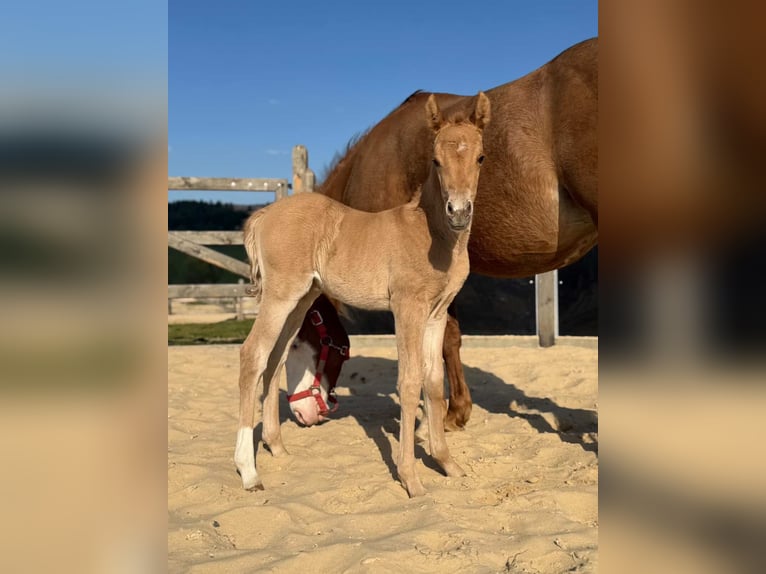 American Quarter Horse Mare Foal (04/2026) Red Dun in Považska Bystrica