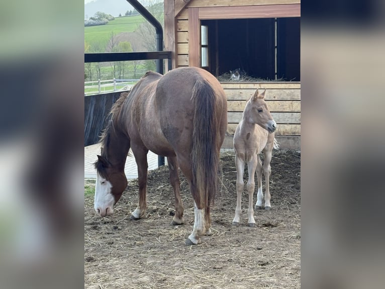 American Quarter Horse Mare Foal (04/2026) Red Dun in Považska Bystrica