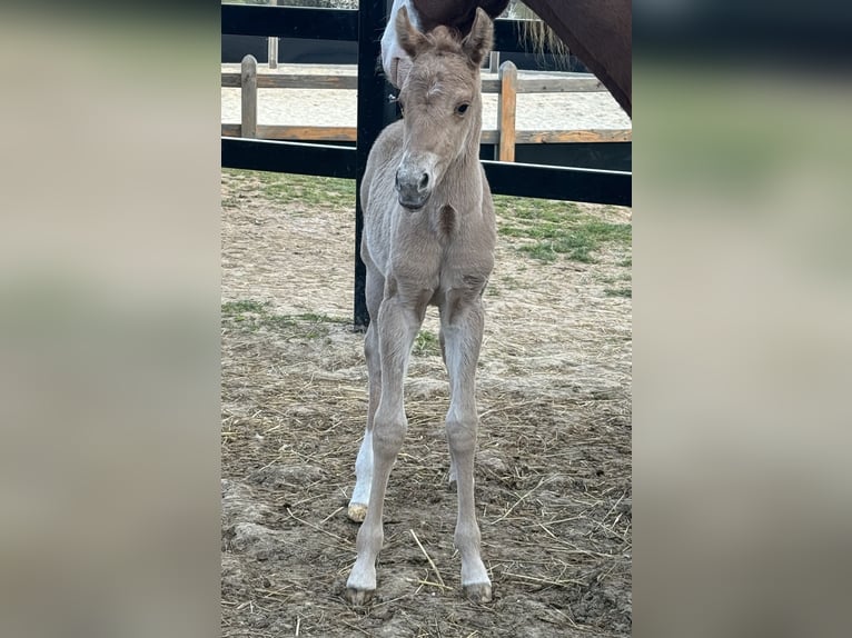 American Quarter Horse Mare Foal (04/2026) Red Dun in Považska Bystrica