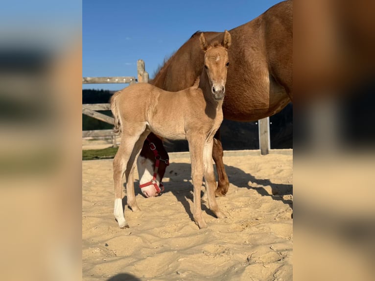 American Quarter Horse Mare Foal (04/2026) Red Dun in Považska Bystrica
