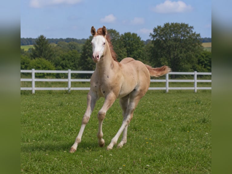 American Quarter Horse Mare Foal (05/2026) Red Dun in Alterkülz
