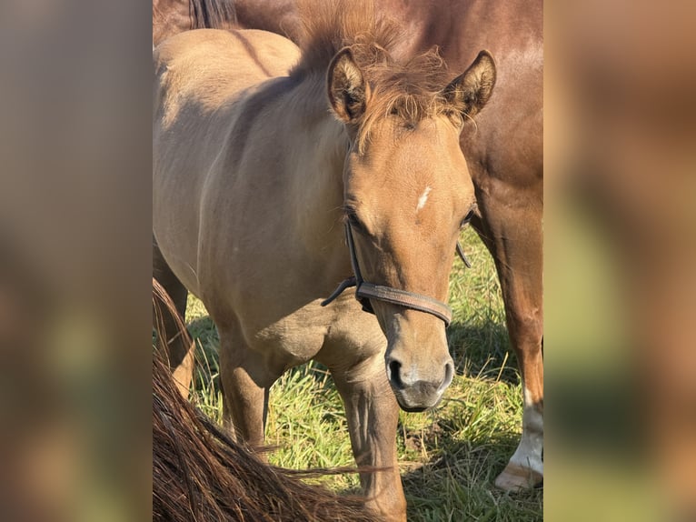 American Quarter Horse Mare Foal (04/2026) Red Dun in Slovakia