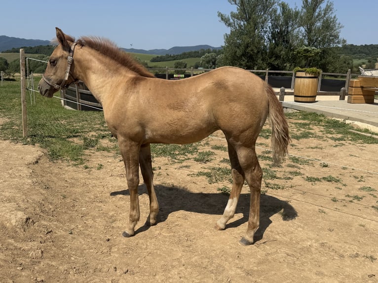 American Quarter Horse Mare Foal (04/2026) Red Dun in Slovakia