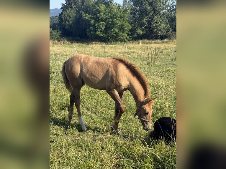 American Quarter Horse Mare Foal (04/2026) Red Dun in Slovakia
