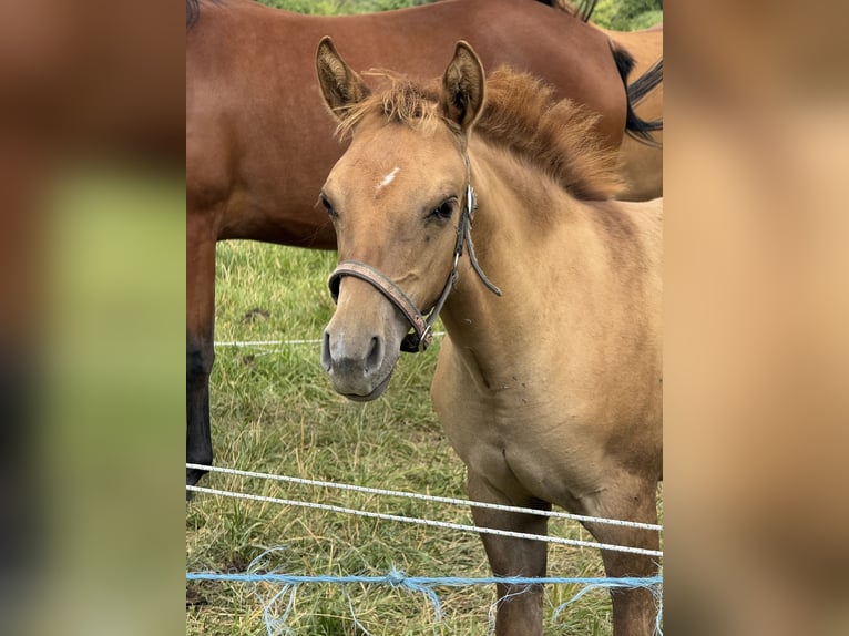 American Quarter Horse Mare Foal (04/2026) Red Dun in Slovakia