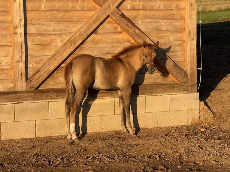 American Quarter Horse Mare Foal (04/2026) Red Dun in Slovakia