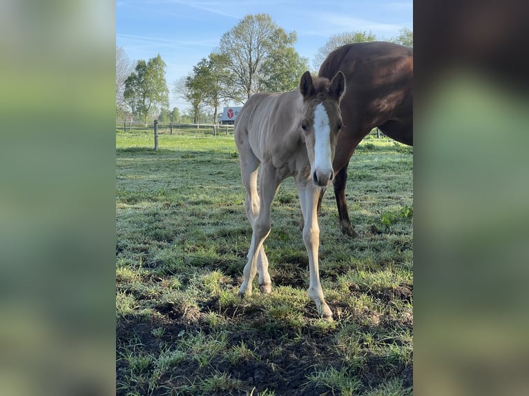 American Quarter Horse Mare  Red Dun in Uplengen