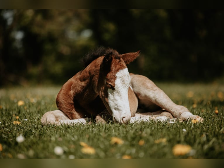 American Quarter Horse Mare Foal (04/2026)  in Bedburg-Hau
