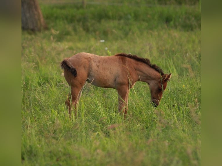 American Quarter Horse Mare Foal (04/2024) in Waldshut-Tiengen