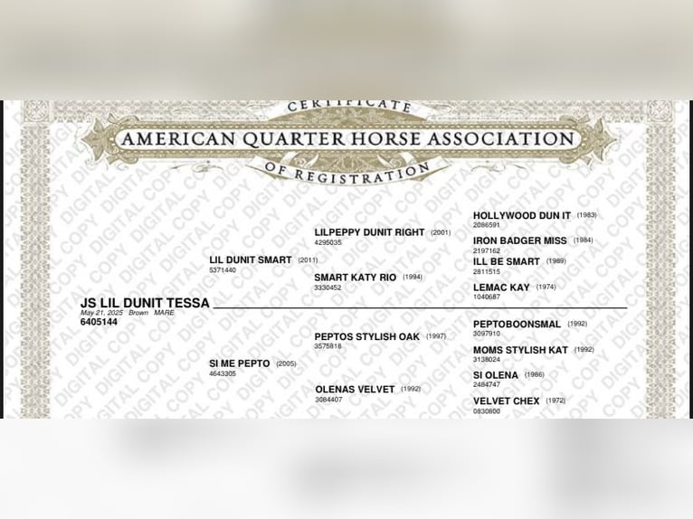 American Quarter Horse Mare Foal (05/2025) in Immenreuth