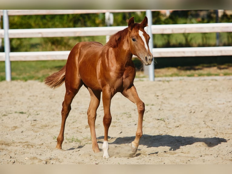 American Quarter Horse Mare Foal (04/2025) in M&#xFC;nchen