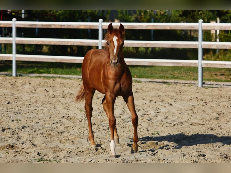 American Quarter Horse Mare Foal (04/2025) in M&#xFC;nchen