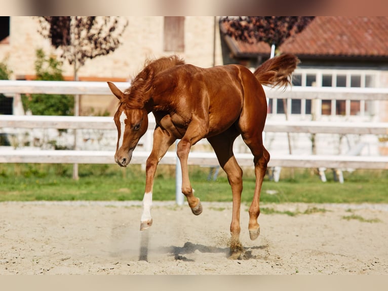 American Quarter Horse Mare Foal (04/2025) in M&#xFC;nchen