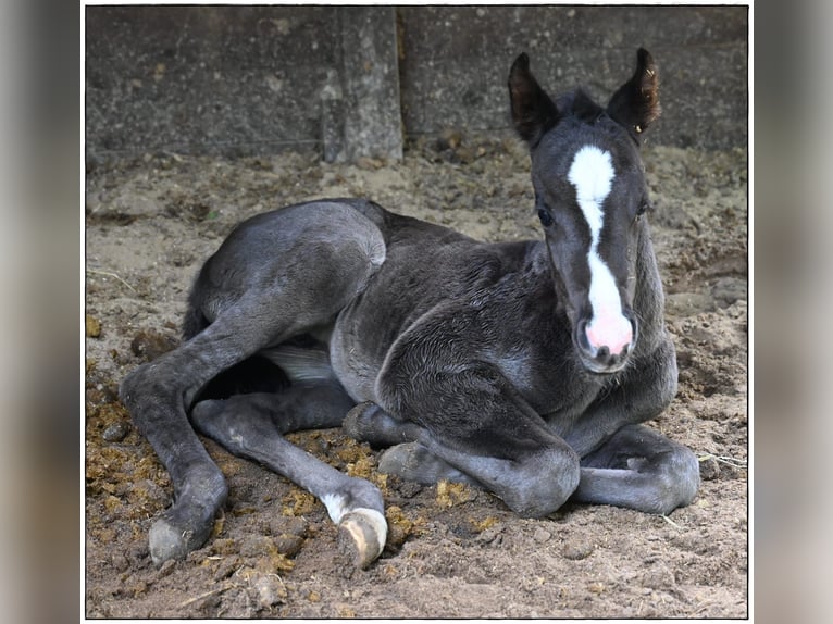 American Quarter Horse Mare  Roan-Blue in Gifhorn