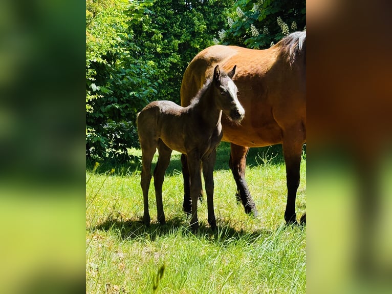 American Quarter Horse Mare  Roan-Blue in Gifhorn