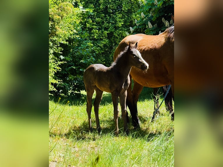 American Quarter Horse Mare  Roan-Blue in Gifhorn