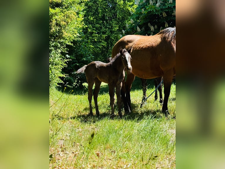 American Quarter Horse Mare  Roan-Blue in Gifhorn